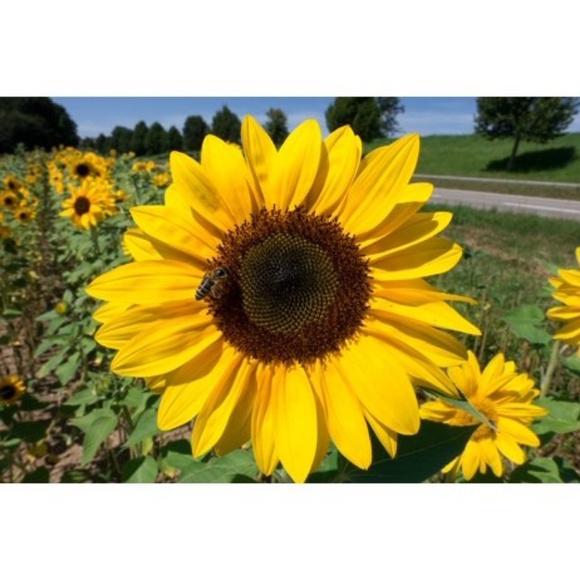 Meet your Posher, Renee - Picture 1 of 1